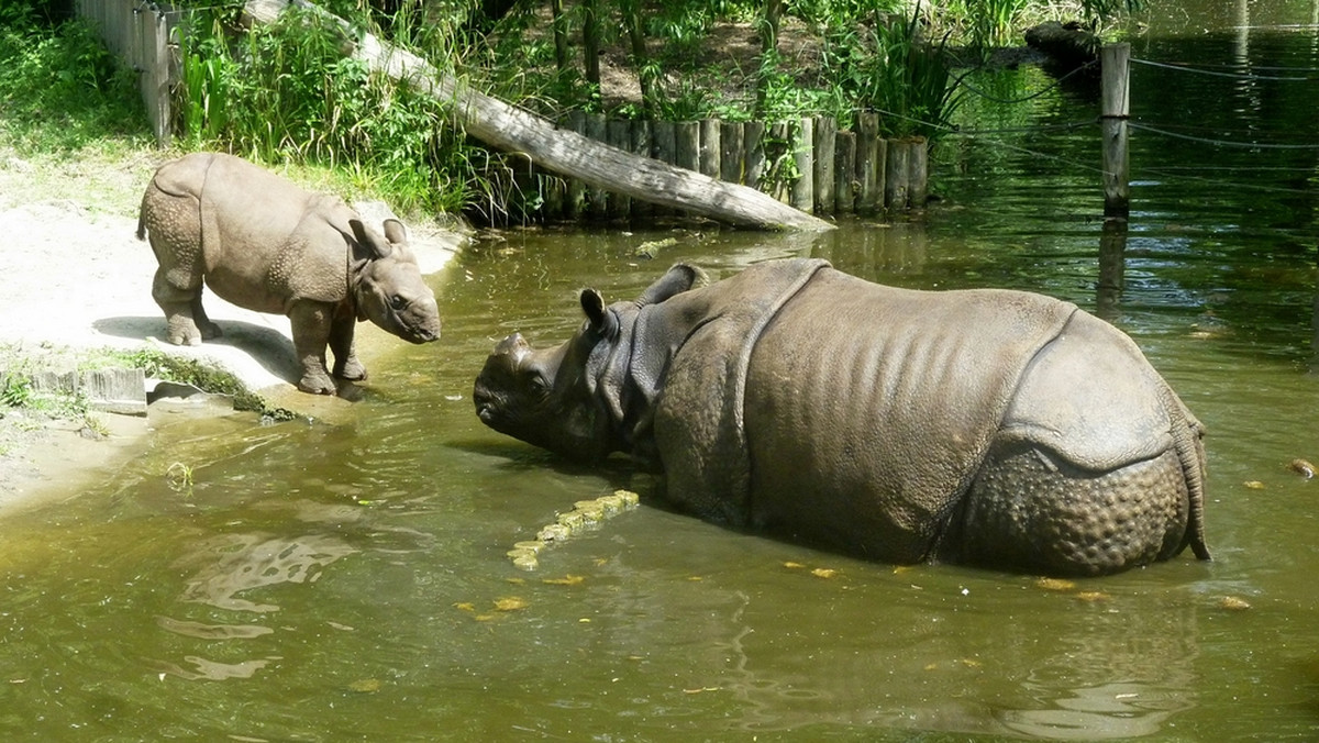 W zoo w Miami przyszedł na świat nosorożec indyjski. Jest owocem sztucznie wywołanej owulacji u matki i in vitro. To pierwsza tego typu sytuacja w historii.