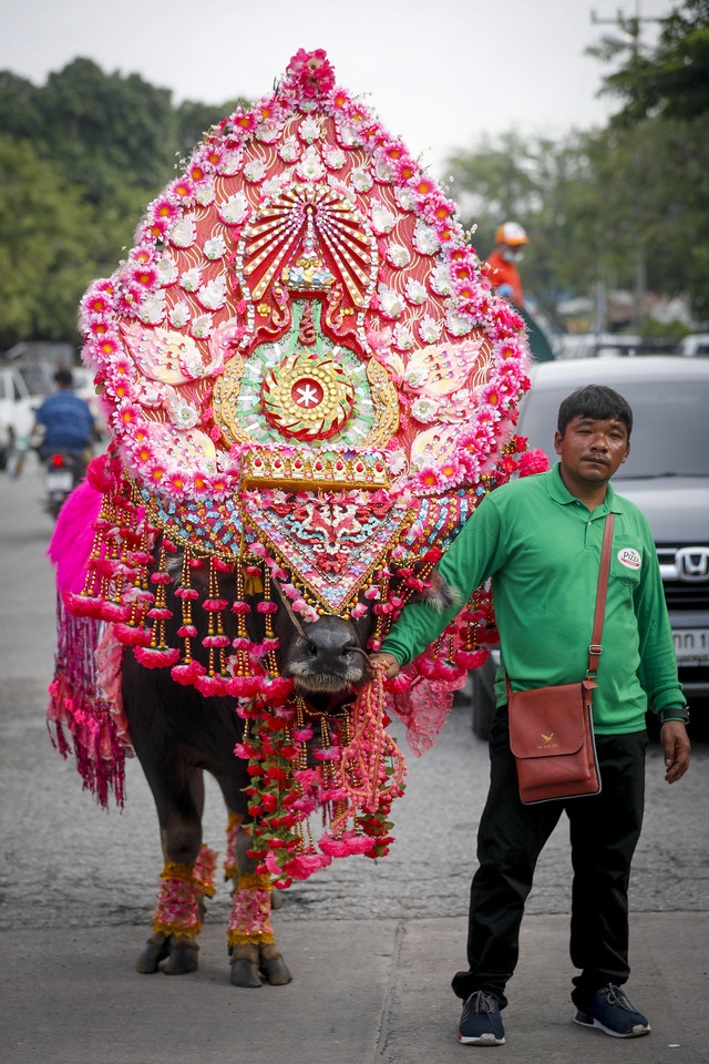 Festiwal bawołów wodnych w Chonburi (Tajlandia)