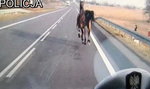 Koń galopował po drodze krajowej! Zobacz wideo!