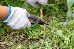 Zrób to do końca listopada. W przyszłym roku krzaki malin obsypią się owocami