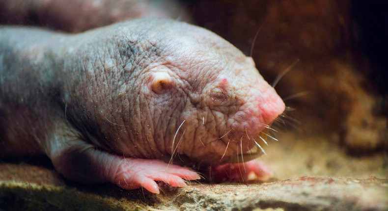 Naked mole rats are wrinkly, but they may hold the key to anti-aging ...