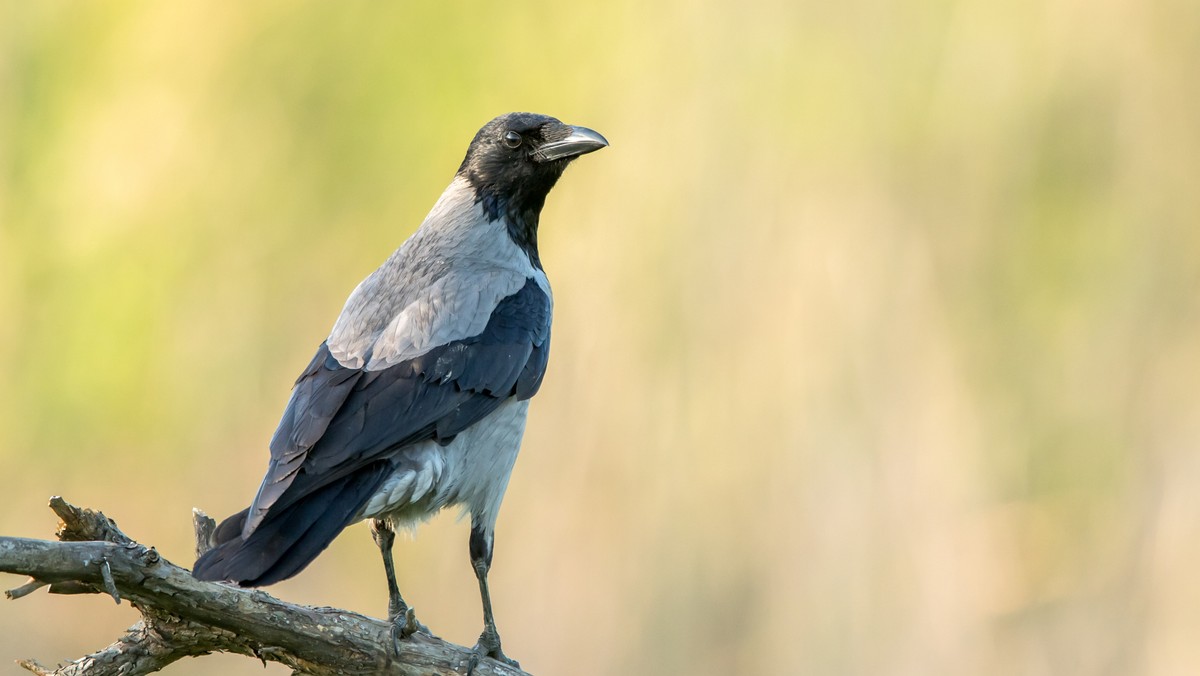 Wrona siwa (Corvus cornix) 