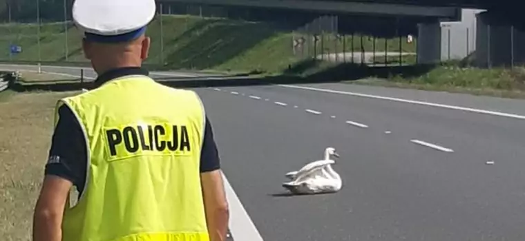 Ranny łabędź blokował pas autostrady. Nietypowa interwencja policji