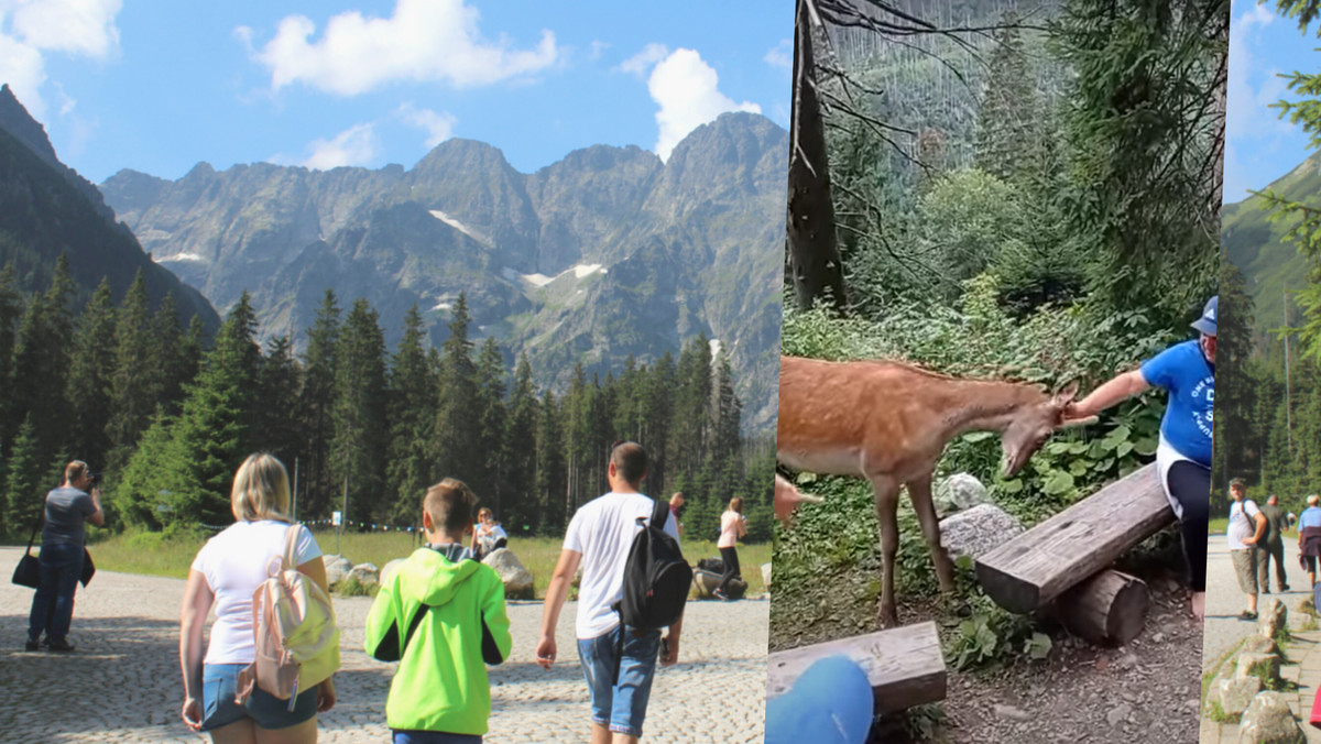 Tatry. Karygodne zachowanie turystów. Drażnili młodego jelenia [WIDEO]