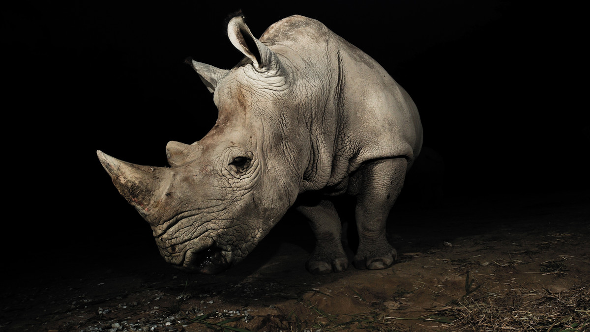 Rzeź nosorożców w RPA: kłusownicy zabili prawie 500 zwierząt