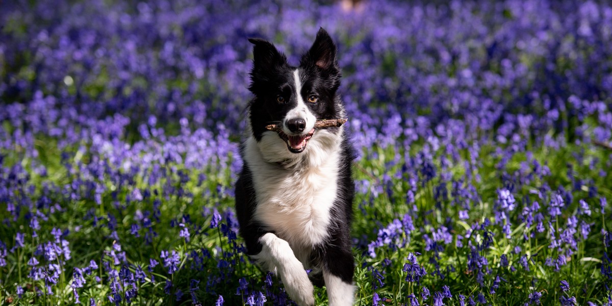 Psy rasy border collie są bardzo energiczne, inteligentne i chętne do zabawy. Bez względu na to, czy mają 5 mln dolarów, czy tylko patyk.