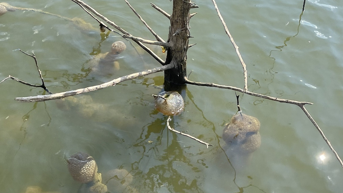 Tajemnicze "jaja obcych" w jeziorze? Spokojnie, to tylko mszywioły