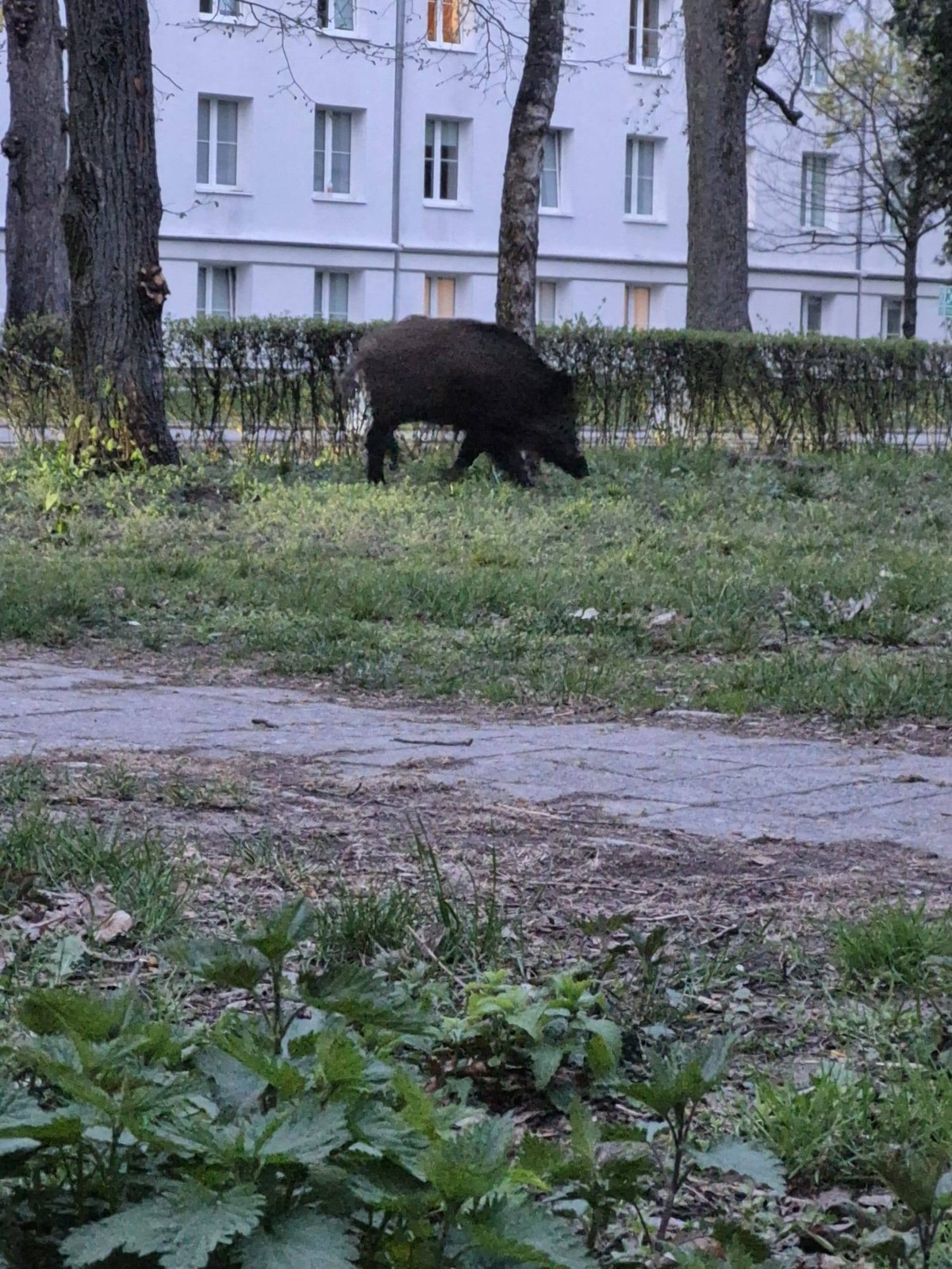 Nietypowy poród na kampusie AWF w Warszawie. Uczelnia apeluje o ostrożność