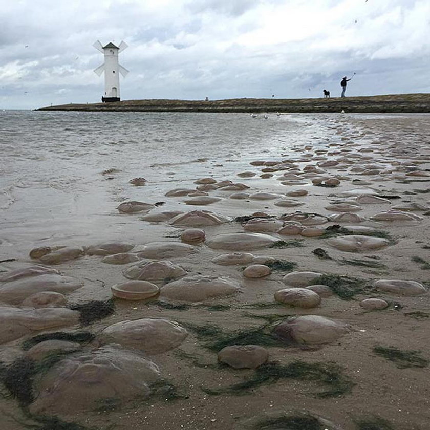 Meduzy opanowały plażę w Świnoujściu. To znak