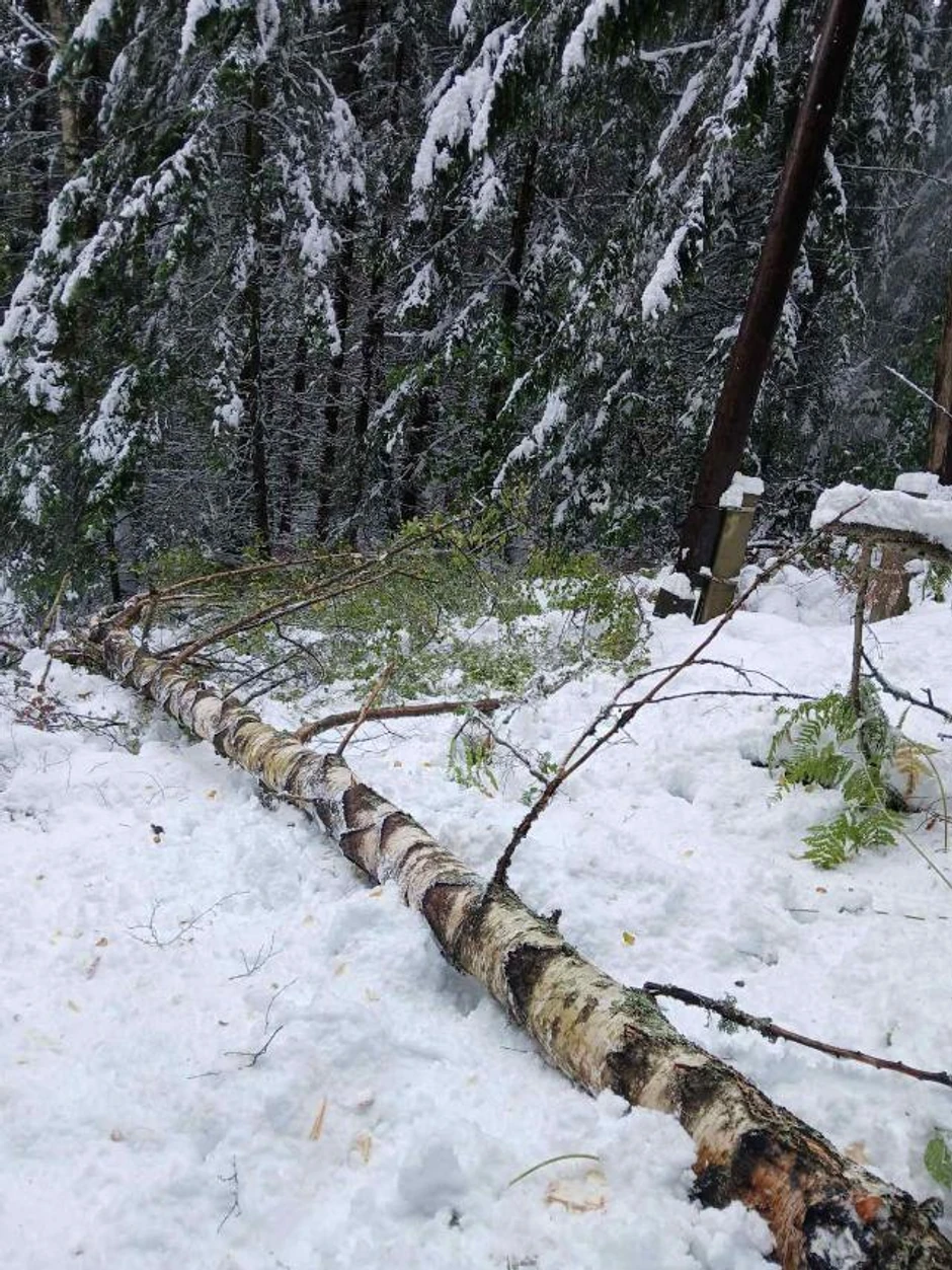 Oborena stabla nakon snežnog nevremena u Medveđi