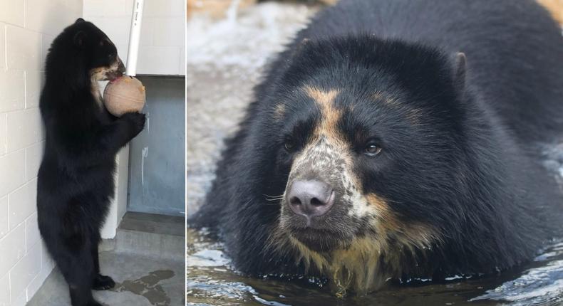 Ben the Andean bear escaped twice from his enclosure at the Saint Louis Zoo.Saint Louis Zoo