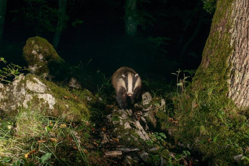 Borsuk nocą