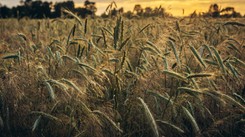 Bloomberg: Ceny zboża najwyższe od ponad dekady. Groźba kryzysu na rynku żywnościowym