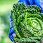 Senior farmer holding in hands fresh kale cabbage