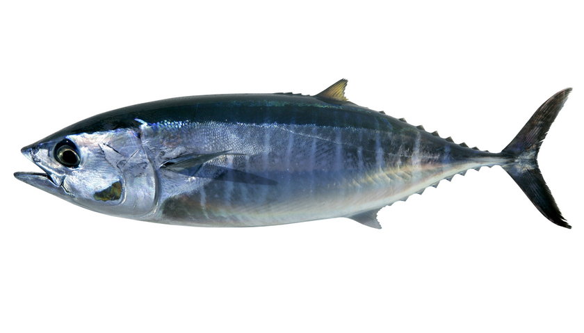 Trujący tuńczyk