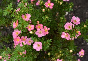 Šta se sadi u aprilu da bi bašta na jesen bila bujna i raskošna