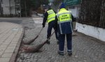 W Gdyni nie odpracujesz długu za mieszkanie komunalne 