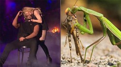 Madonna jak modliszka wyssała życie z Drake'a. "Pocałunek królowej" pośmiewiskiem sieci [MEMY]