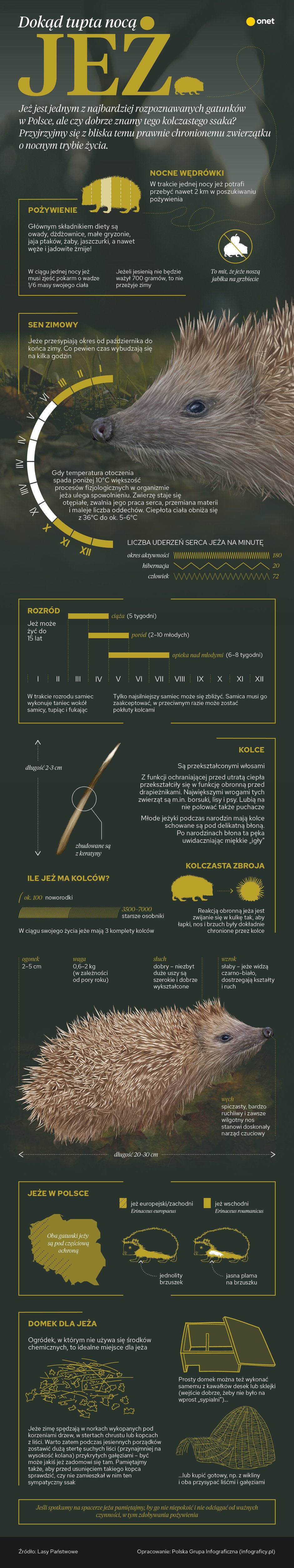 Infografika o jeżach