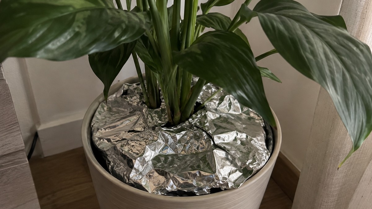 Žene na zemlju u saksiju stavljaju aluminijumsku foliju u septembru i to sa dobrim razlogom