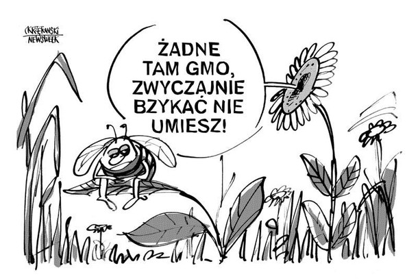 Bzykać nie umie gmo pszczoły