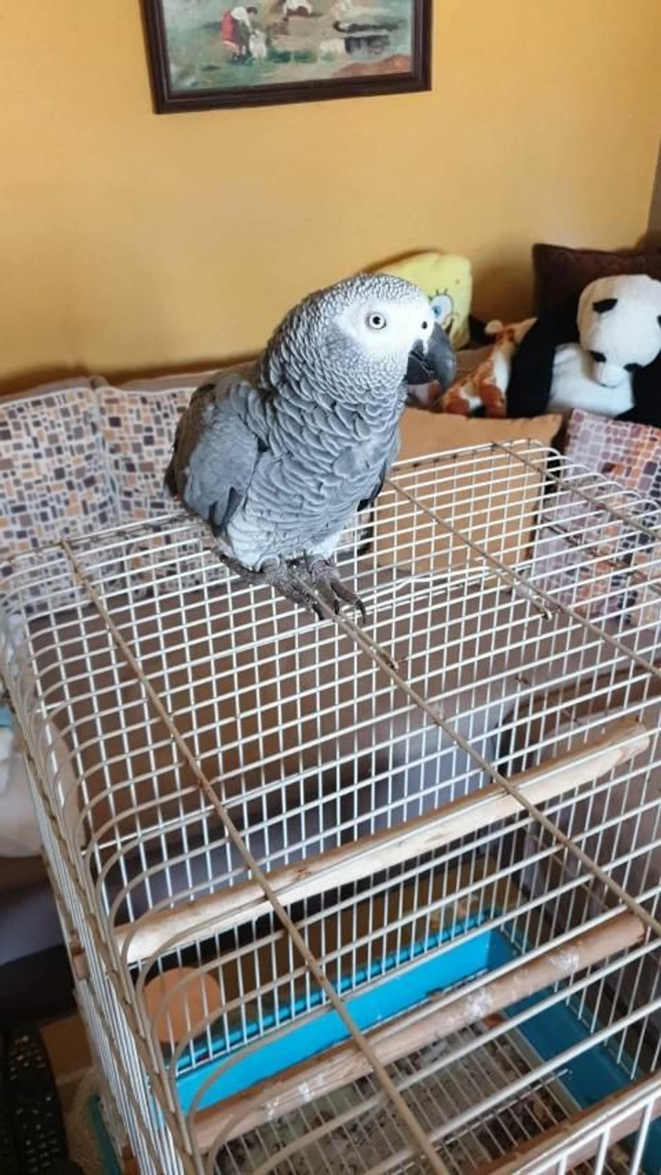 Papagaj Leo ovako izgleda