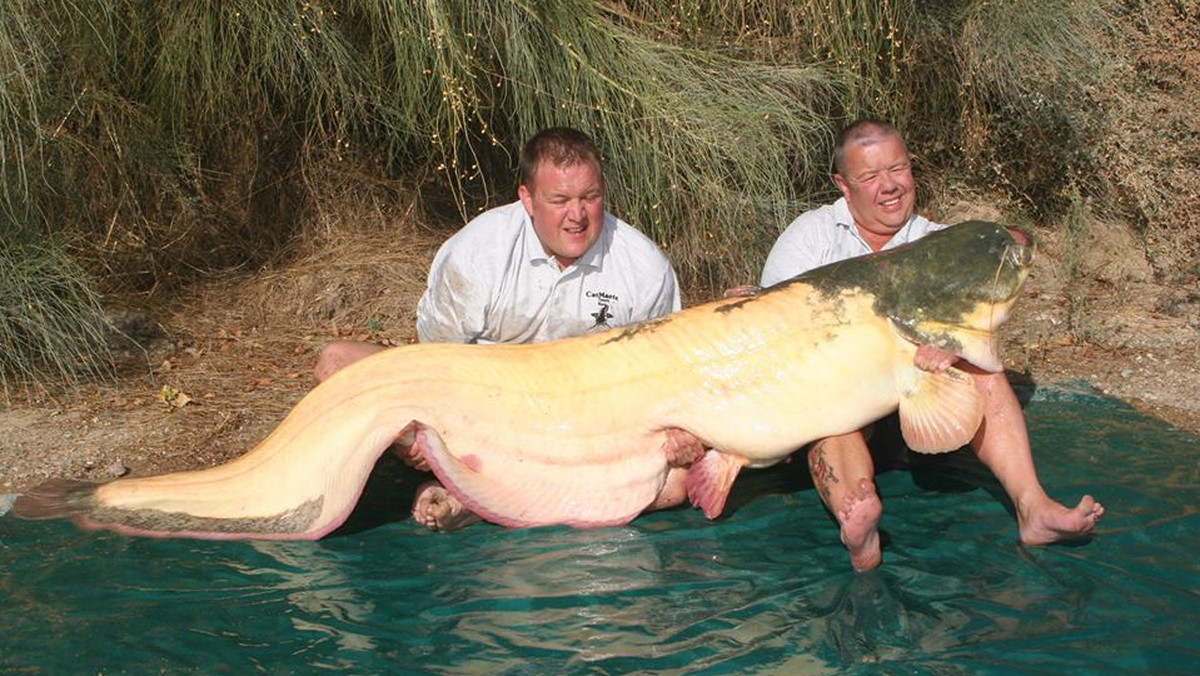 Brytyjski wędkarz Bernie Campbell złowił w rzece Ebro ponad 93-kilogramowego suma-albinosa. To niepotwierdzony jeszcze rekord świata drapieżnika o tym rzadkim umaszczeniu.