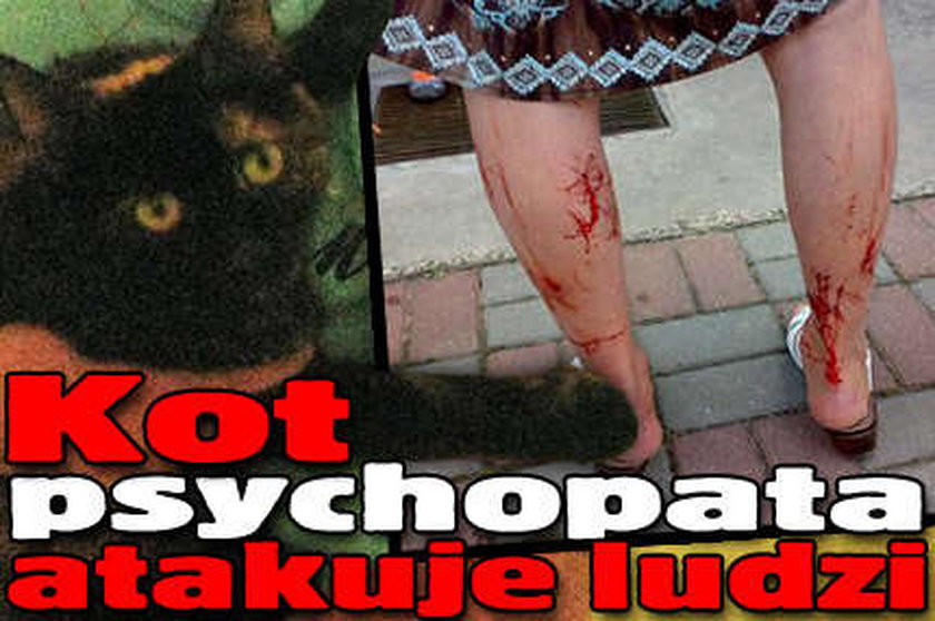 Kot psychopata grasuje w Lublinie!