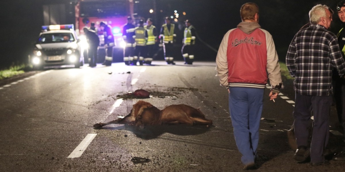 Wypadek pod Zieloną Góra. Samochód uderzył w łosia.