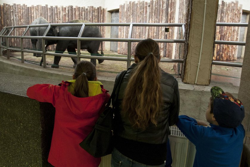 Przywitanie słoni w chorzowskim zoo