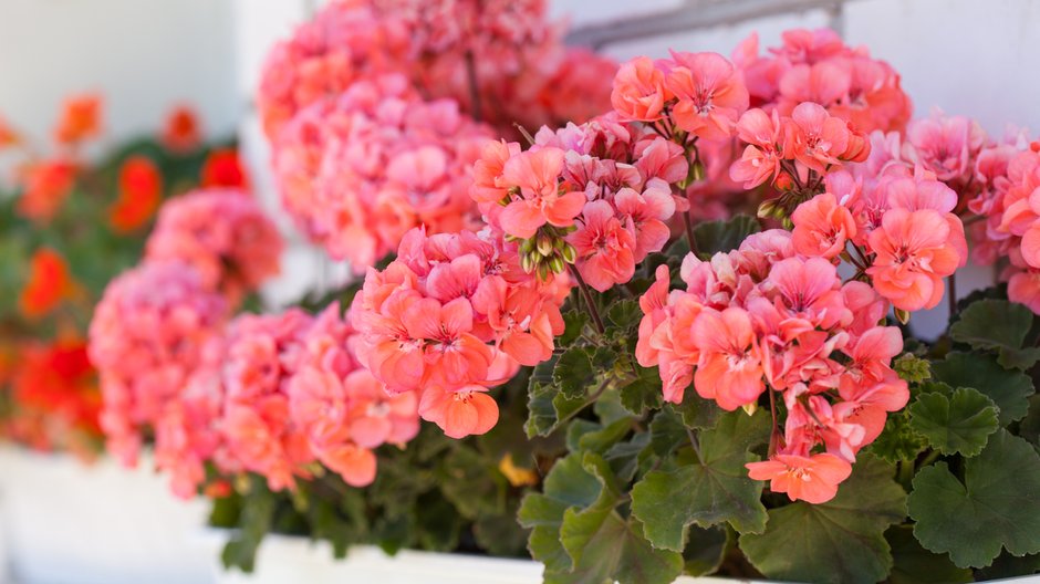 Jak przezimować pelargonie? - Maksim Shebeko/stock.adobe.com