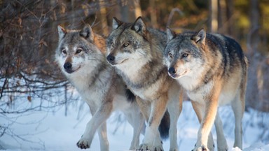 Wilki uciekły z francuskiego zoo. Część zwierząt została zastrzelona