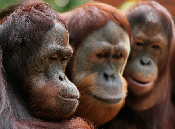 Ten orangutan to nałogowiec. Dostał skierowanie na odwyk