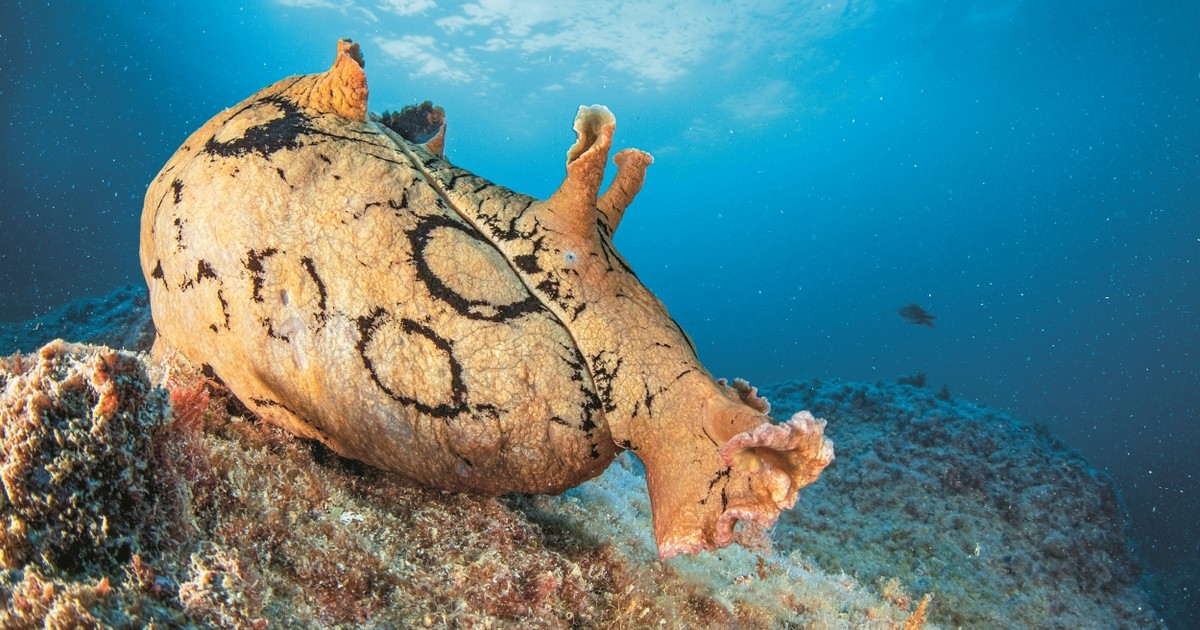 Mogłyby być łakomym kąskiem dla zwierząt morskich. Nic z tego