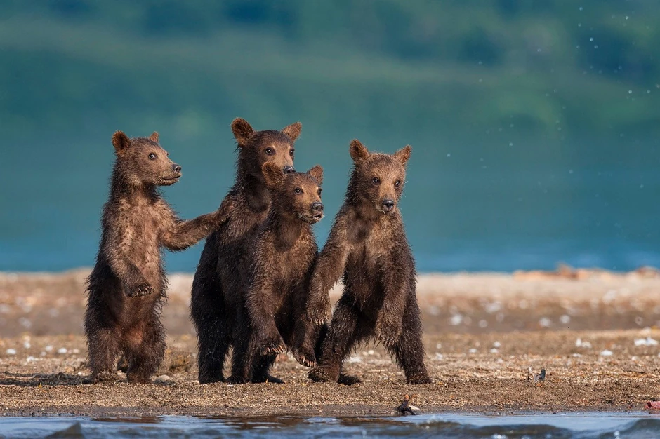 Kliknite za uvećanje (+)