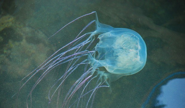 Morska osa meduza