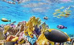 Niezwykłe odkrycie w pobliżu wysp Galapagos. Naukowcy zaskoczeni skalą