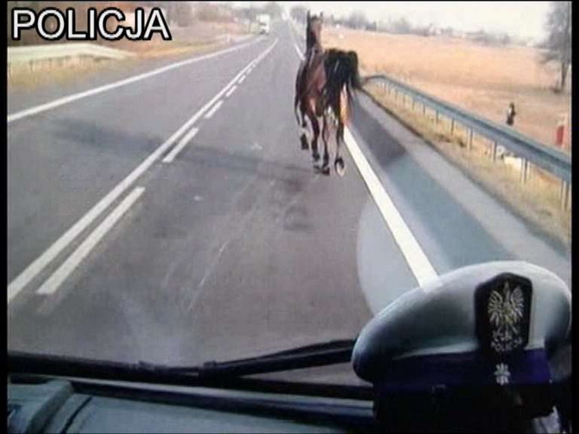 Koń galopował po drodze krajowej! Zobacz wideo!
