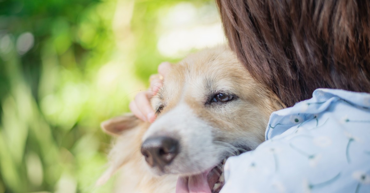 Podatek od psa w górę w 2026 roku. Jedni zapłacą więcej, inni nie zapłacą wcale