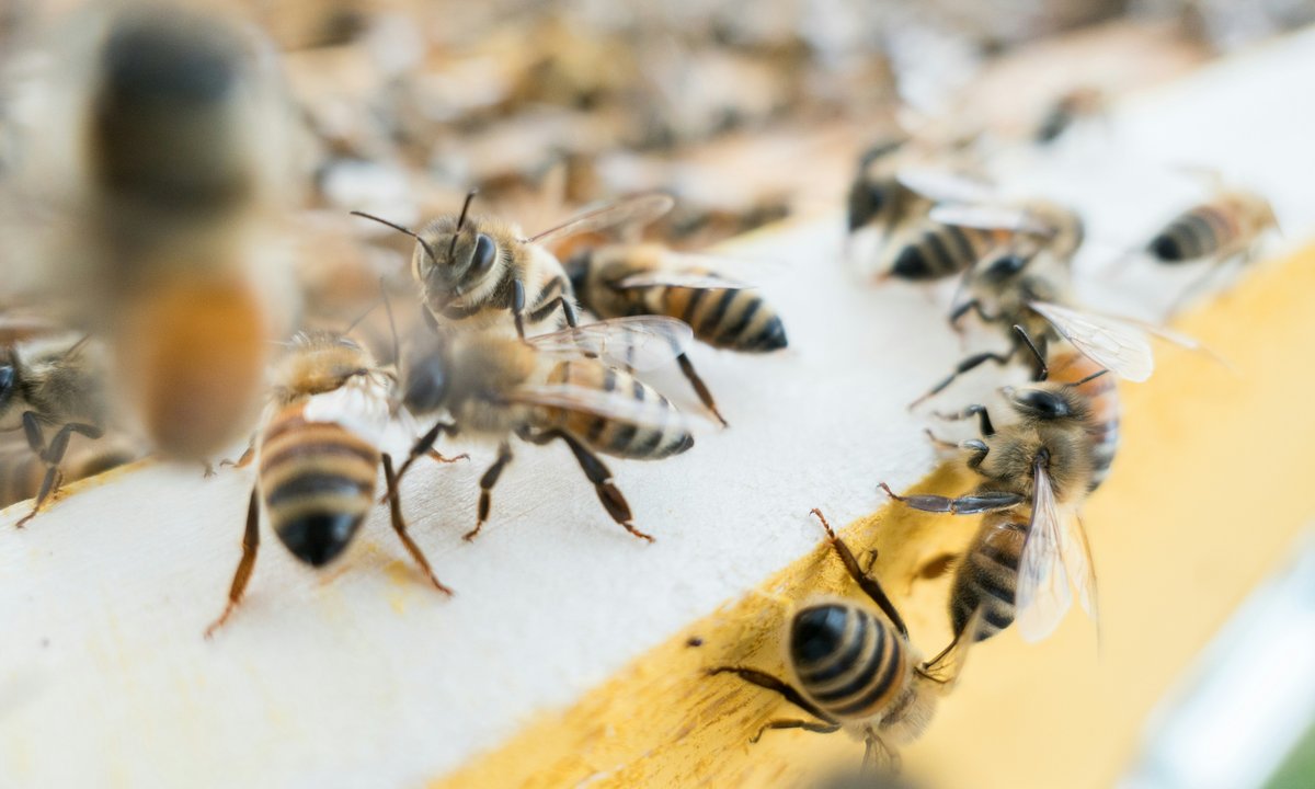 Pszczoły zaatakowały ludzi we Francji. Jedna z ofiar musiała być reanimowana