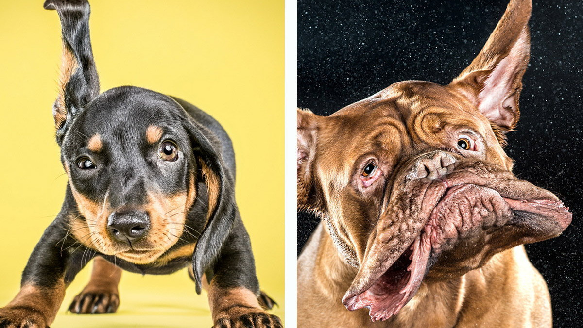 Carli Davidson to artystka, która spędziła ponad siedem lat na pracy ze zwierzętami w różnego rodzaju ośrodkach. Oprócz tego, kobieta zajmuje się też fotografią. Postanowiła połączyć obie pasje i stworzyła serię niezwykłych zdjęć psów, które otrzepują się z wody.