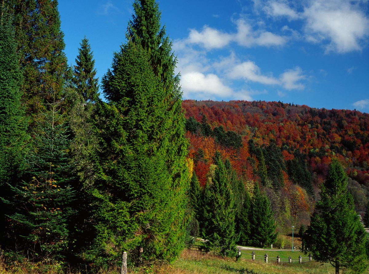 Wydzielenie 219a znajduje się na obszarze Natura 2000 Bieszczady PLC180001