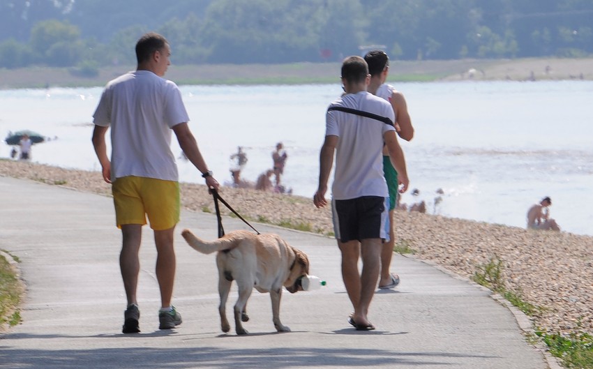 Šetanje pasa striktno definisano pravilnikom