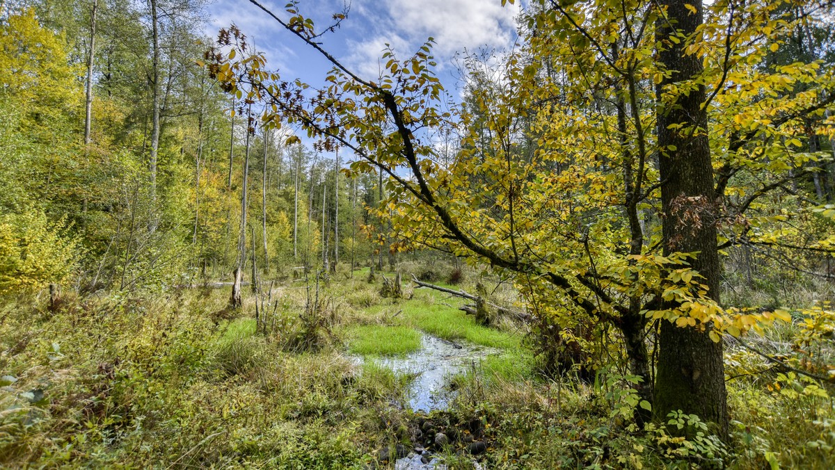 Ciało młodego mężczyzny znalezione pod Białowieżą