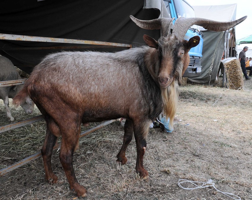 Prošlogodišnji šampion