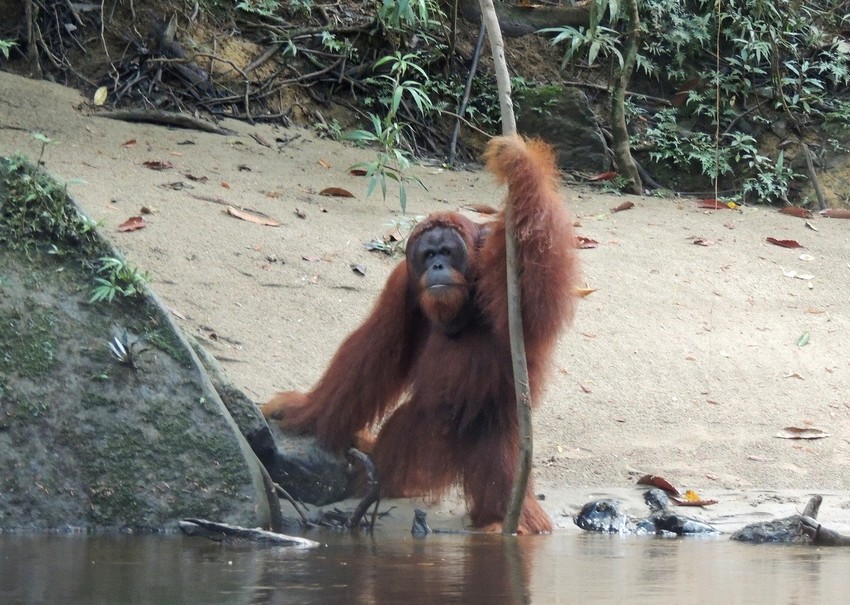 Orangutan meri štapom dubinu vode