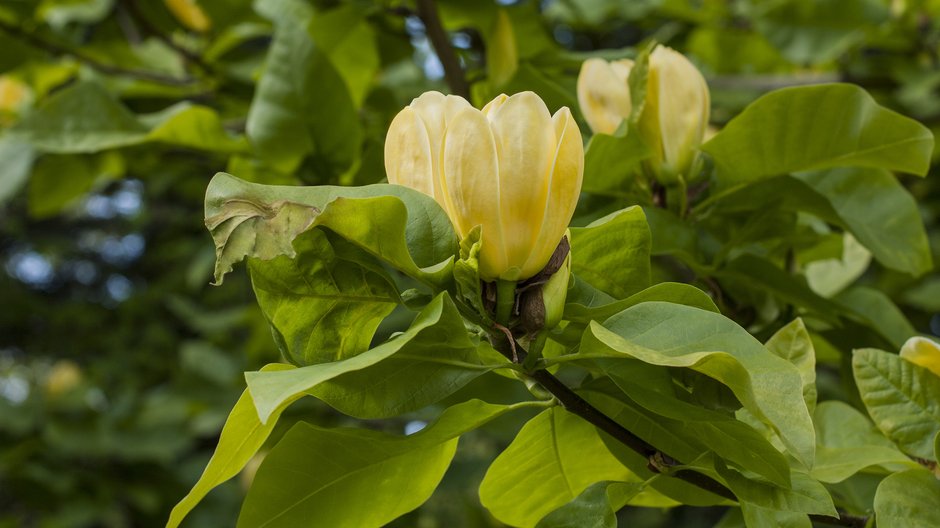 Magnolia Yellow Bird wytwarza piękne kwiaty w żółtym kolorze - Helena Olena/stock.adobe.com