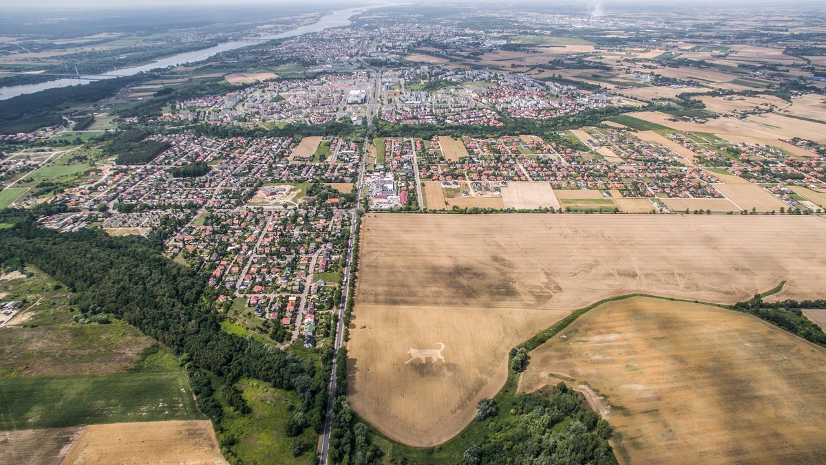 Na całym świecie co pewien czas pojawiają się legendarne kręgi w zbożu, pozostawione rzekomo przez statki powietrzne obcych cywilizacji lądujących na Ziemi. Teraz podobne zjawisko nawiedziło okolice Płocka na Mazowszu. Tyle, że w tym wypadku wygląda to tak, jakby zboże wygniótł… gigantyczny kot.