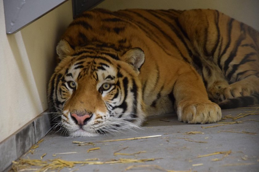 Urzędnicy ściagają dyrektor zoo