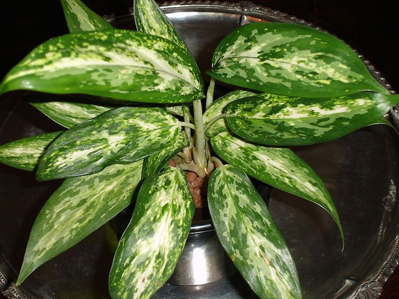 Aglaonema